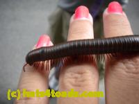 /home//u458753944/public_html/sourcegallery//Insects and small critters/millipedes and centipedes/DSCN1193.JPG